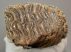 Mammuthus primigenius részleges fog (1681 gramm)