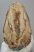 Mammuthus primigenius részleges fog (1681 gramm)