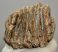 Mammuthus primigenius partial tooth (1681 grams) SOLD (R) 05