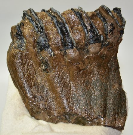 Mammuthus meridionalis részleges fog (613 gramm)