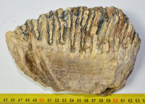 Mammuthus primigenius tooth (1194 grams)