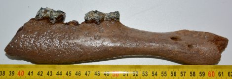 Megaloceros giganteus partial jaw (234 mm) SOLD (LL) 02