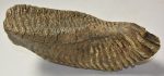 Mammuthus primigenius bal alsó fog (4400 gramm)