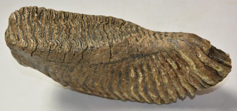 Mammuthus primigenius bal alsó fog (4400 gramm)