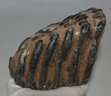 Mammuthus meridionalis partial tooth (1395 grams) Mammuthus meridionalis partial tooth (1395 grams)