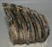 Mammuthus meridionalis partial tooth (1395 grams) Mammuthus meridionalis partial tooth (1395 grams)