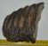 Mammuthus meridionalis partial tooth (1395 grams) Mammuthus meridionalis partial tooth (1395 grams)