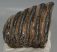 Mammuthus meridionalis partial tooth (1395 grams) Mammuthus meridionalis partial tooth (1395 grams)
