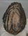 Mammuthus meridionalis partial tooth (1395 grams) Mammuthus meridionalis partial tooth (1395 grams)