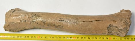 Megaloceros giganteus radius csont