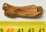 Lates sp. fish partial jaw from Hungary (39,5 mm)