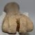 Bison priscus partial metatarsus bone (286 mm)