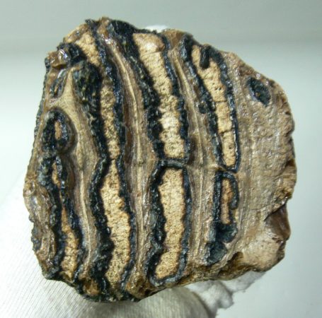 Mammuthus primigenius tooth (330 grams)