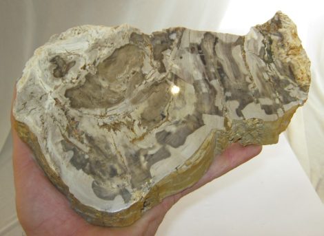 Wood fossil from Hungary Rátka (204mm)