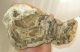 Miocén korú fakövület csiszolat Rátka (204 mm)