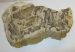 Miocén korú fakövület csiszolat Rátka (204 mm)