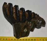   Mammuthus meridionalis tooth (940 grams) Southern mammoth SOLD (J) 09