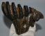 Mammuthus meridionalis tooth (940 grams) Southern mammoth SOLD (J) 09