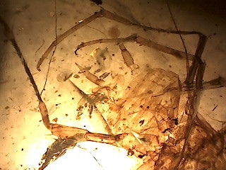 Csótány (Blattodea) zárványos burmai borostyán
