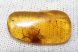 Cockroach (Blattodea) in burmese amber