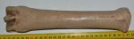  Equus sp. metatarsal bone (273 mm)