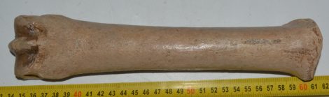  Equus sp. metatarsal bone (273 mm)
