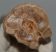  Equus sp. metatarsal bone (273 mm)