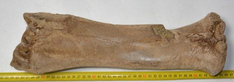 Bison priscus radius csont (403 mm)