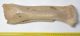 Bison priscus radius csont (403 mm)