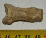 Ursus spelaeus ujjperc csont (40,3 mm)