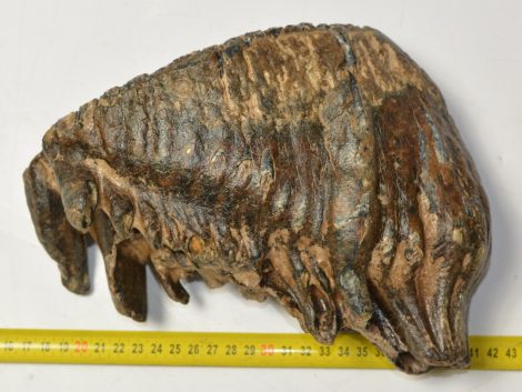 Mammuthus primigenius fog (3847 gramm) gyapjas mamut