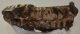 Mammuthus primigenius fog (3847 gramm) gyapjas mamut