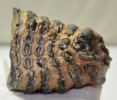 Mammuthus primigenius részleges fog (778 gramm)