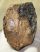 Mammuthus primigenius részleges fog (778 gramm)