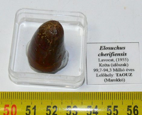 Elosuchus cherifiensis tooth from Taouz (27 mm)