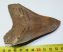 Otodus megalodon fossil shark tooth (103 mm) Carcharocles megalodon from Jawa
