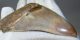 Otodus megalodon fossil shark tooth (103 mm) Carcharocles megalodon from Jawa