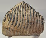 Mammuthus primigenius részleges fog (2239 gramm)