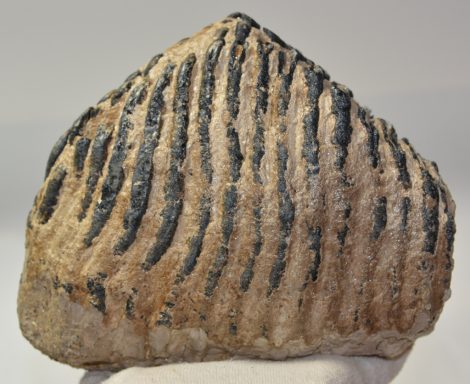 Mammuthus primigenius részleges fog (2239 gramm)