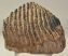 Mammuthus primigenius részleges fog (2239 gramm)