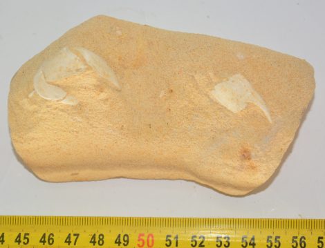 Mesostylus faujasi rák kövület Belgiumból (117 mm)