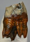 Gyapjas orrszarvú felső fog (233 gramm)
