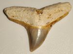 Carcharhinus brachyurus shark tooth from Florida