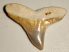 Carcharhinus brachyurus shark tooth from Florida