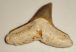 Carcharhinus brachyurus shark tooth from Florida