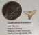 Carcharhinus brachyurus shark tooth from Florida