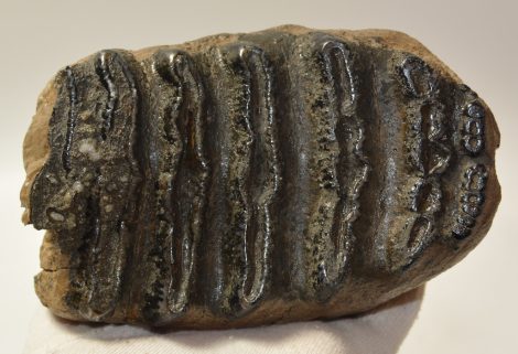 Mammuthus meridionalis részleges fog (1350 gramm)