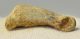  Ursus spelaeus toe bone (41 mm) proximal phalanges