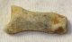  Ursus spelaeus toe bone (41 mm) proximal phalanges