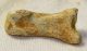  Ursus spelaeus toe bone (41 mm) proximal phalanges